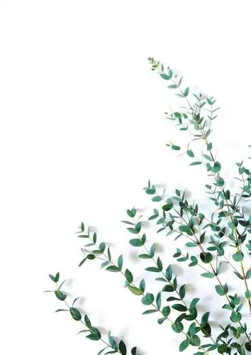 框架边界由绿色桉树枝草本植物制成,在白色背景的顶部视图上留下植物.