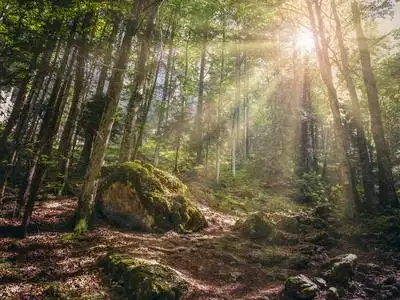 风景优美的风景,温暖的阳光透过山上一片落叶林的叶子闪闪发光. 照片