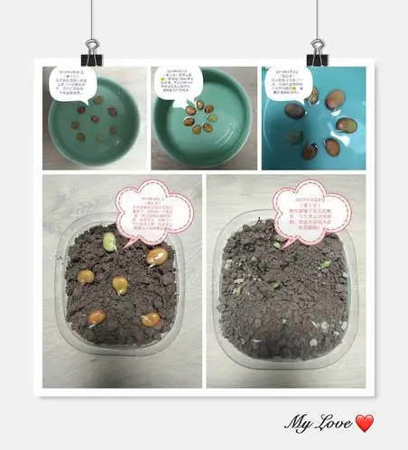 小蚕豆的大变身日记最新