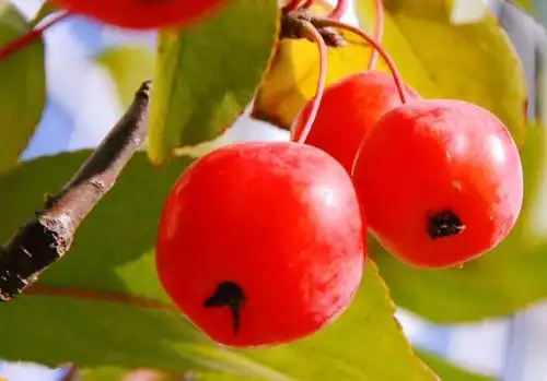 海棠果～海棠满枝花,东风现彩霞.炎阳催正果,红果报农家.