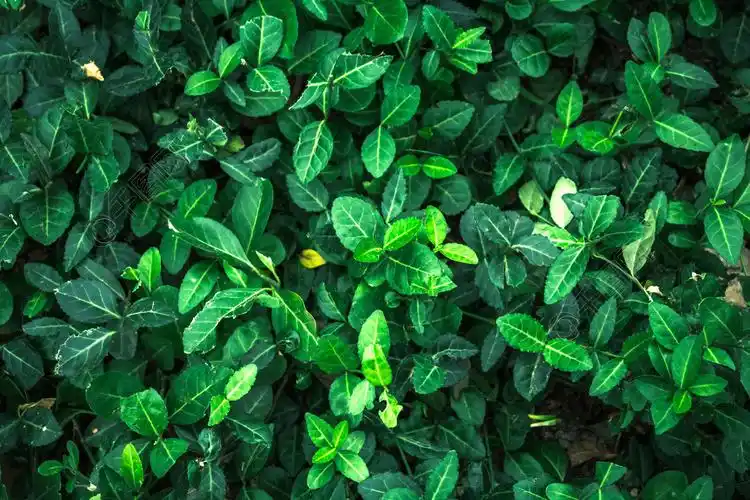 ins风格绿色树叶摄影图