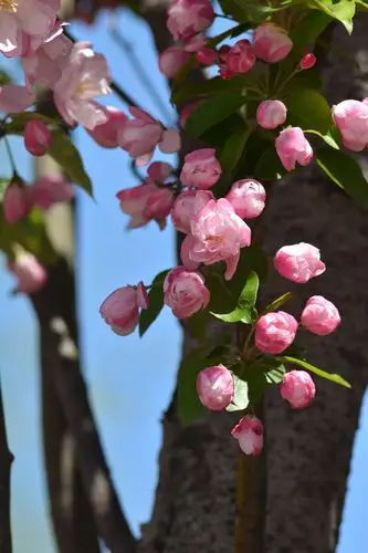 春天里含苞待放的海棠花