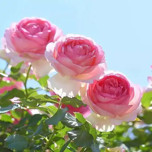 中老年头像大全:女人微信头像花朵唯美图片