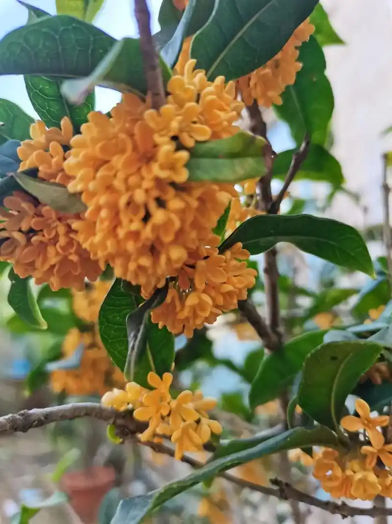 桂花,它那黄色花瓣总是那样迷人 - 抖音