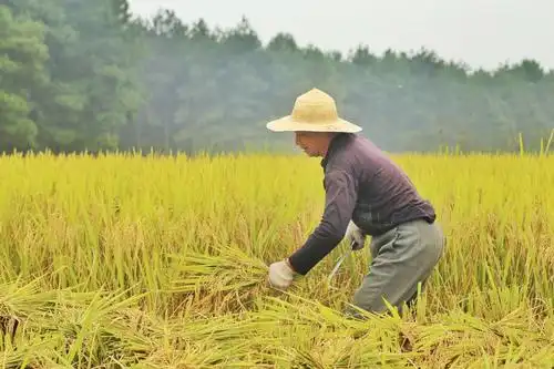 秋天的田野,稻谷飘香