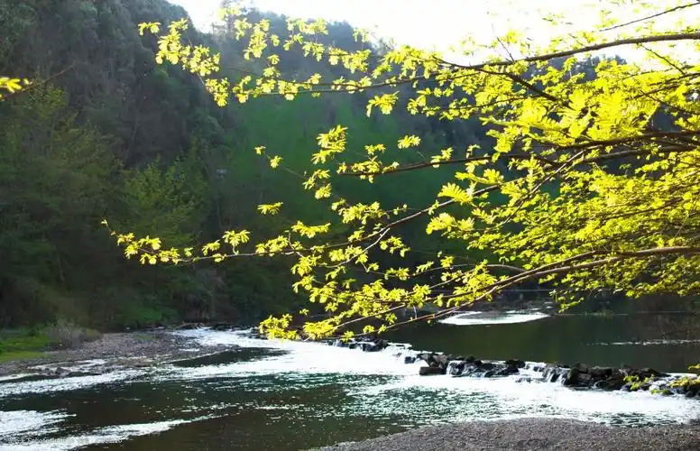 关键词:春天溪水海报背季 春天 小溪 河流 树木背景 树 美景 春景