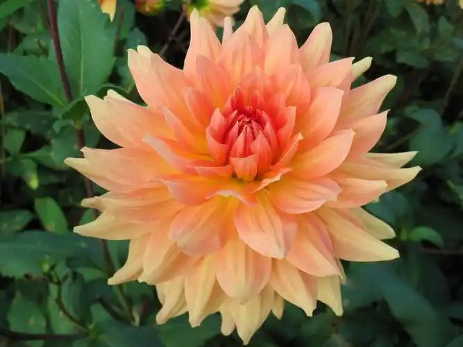 大丽花,特写,花卉,照片,2700x2025