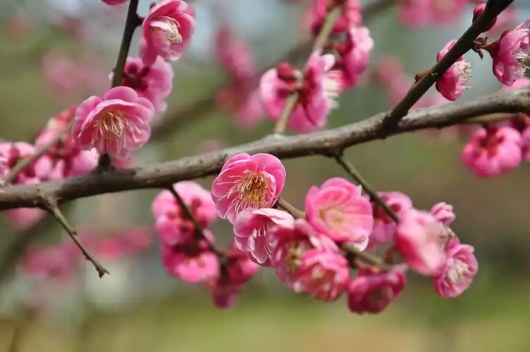 6  焦距:72毫米  感光度:200梅花象征我