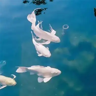 清新淡雅能带来好运的大自然风景头像 简单干净有内涵的风景头像_风景