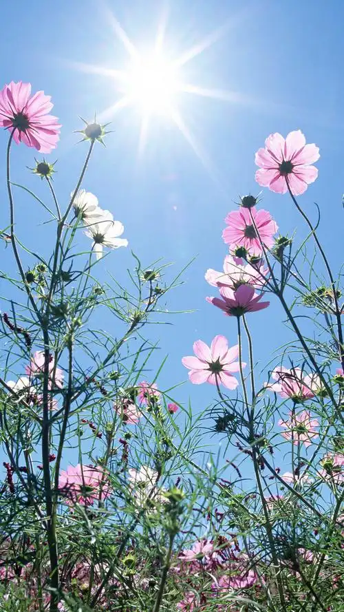 格桑花手机壁纸_唯美意境图片_窝窝qq网