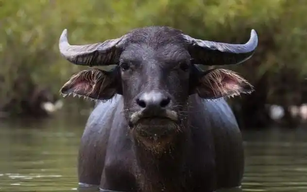 100多头水牛一夜之间神秘消失村民找到后事情真相看哭众人