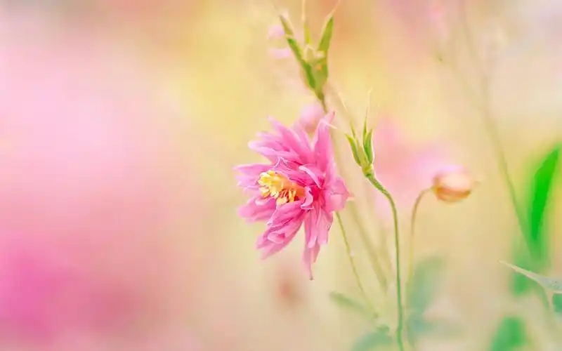 壁纸 粉红色的花瓣花,茎,模糊的背景 1920x1200 hd 高清壁纸, 图片
