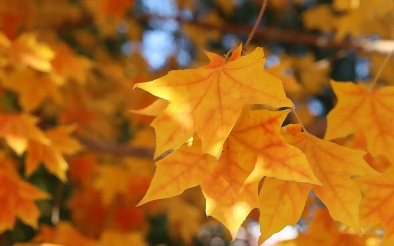 唯美落叶秋天唯美高清桌面电脑壁纸