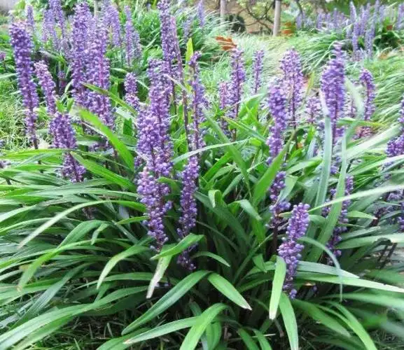 阔叶山麦冬花语