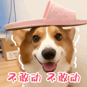 不敢动不敢动-表情图片-聊天图片表情包-表情包网站