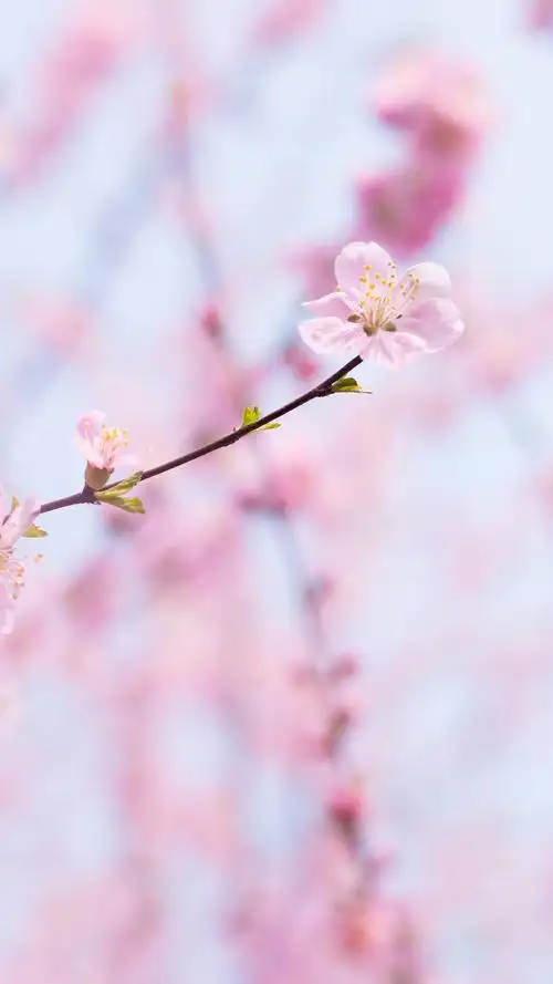 桃花_景致唯美-站酷zcool