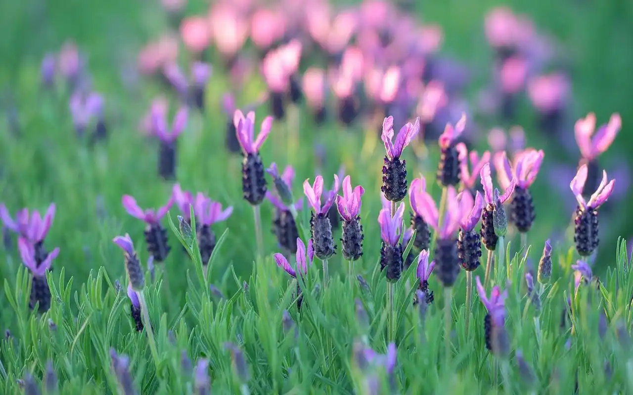 唯美的花朵特写图片欣赏(2)