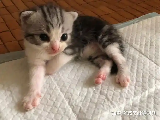 布偶串美短孩子长大啥样呢