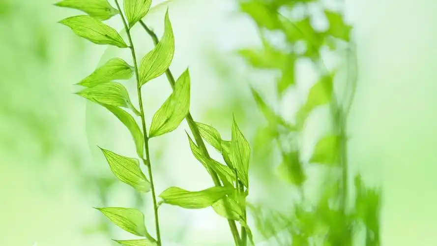 小清新绿色护眼高清锁屏_唯美的小清新植物_风景壁纸