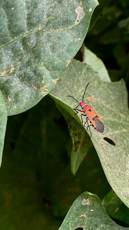 二点星红蝽大自然弱小生命的微妙生活属半翅目红蝽科形态特征成虫体长