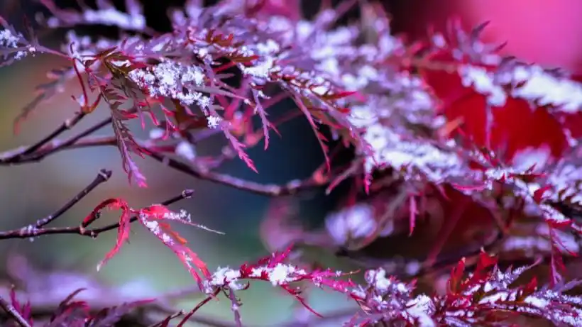 唯美秋冬景色桌面壁纸 - 第7张