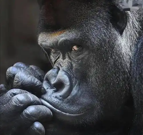 砚外之艺动物世界地球生灵无水印图片震撼合辑