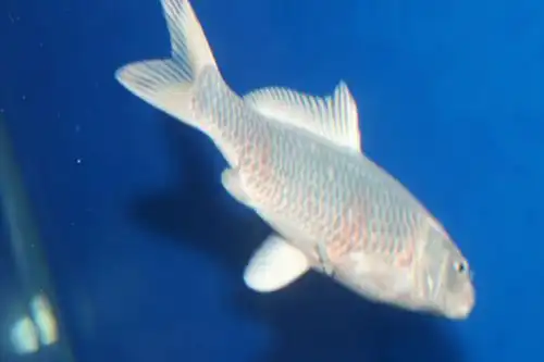 鱼长白毛该用什么药? 就是鱼身上白色絮状的一片片的