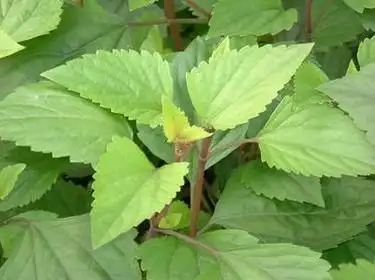 黑头草,中药材名.黑头草为唇形科植物紫毛香茶菜的全草.