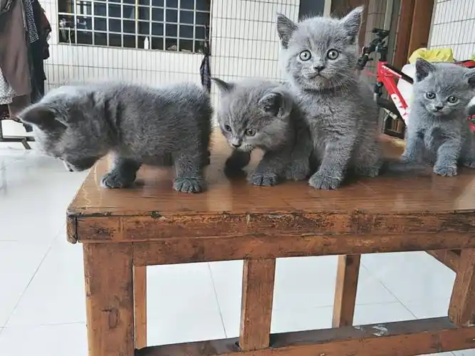 家养英短蓝猫,美短低价出售!
