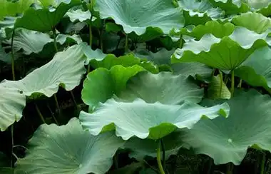 它是天然"刮油王",睡前喝"它",可以减肥,可惜知道的人太少_荷叶_功效