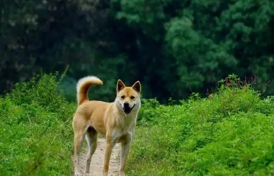 哈巴狗是什么品种的狗,哈巴狗是土狗吗图片(哈巴狗是土狗吗) - 网络