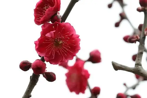 梅:红梅 朱砂型梅