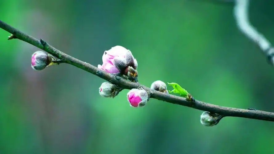 自然风光风景春天春天唯美花开放露珠娇艳欲滴风景大片壁纸