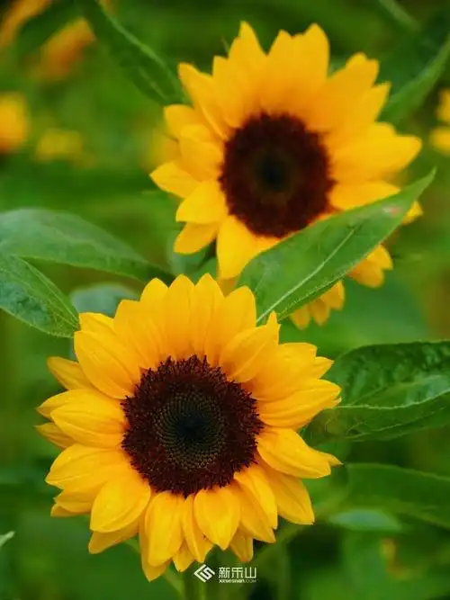 最近刷爆乐山人朋友圈的向日葵花海在这里!