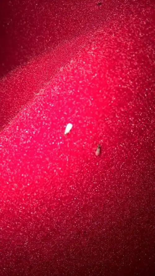 请问这是什么虫子会飞这几天满屋很多怎么办呀?