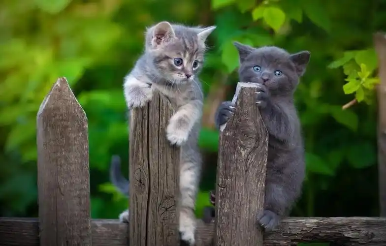 两只趴在栅栏上的可爱小猫