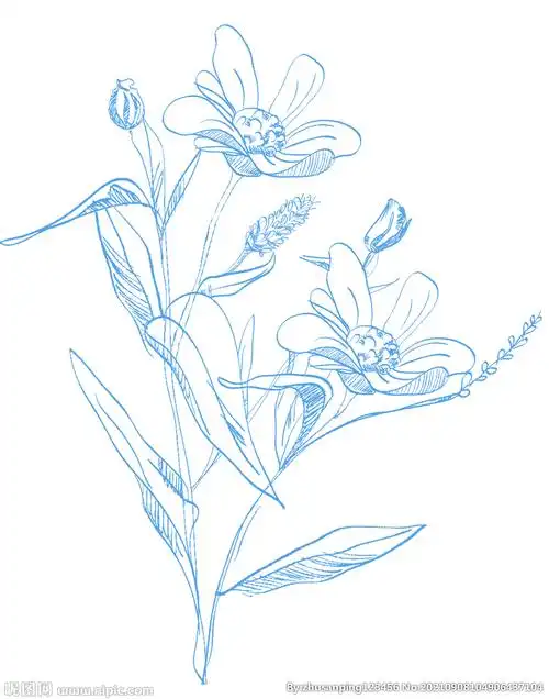 手绘花朵线条花图片