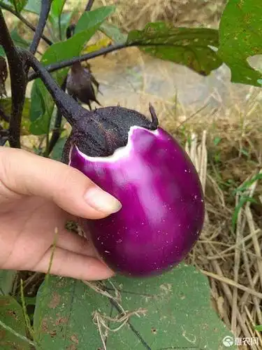 紫光圆茄 湖南特产 圆茄