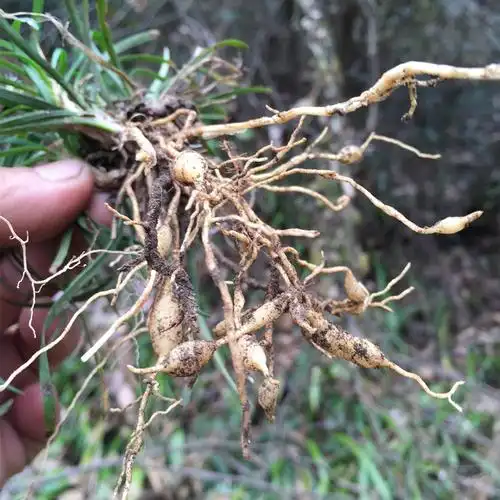 纯神农架野生麦冬茶 野生麦门冬 无硫自然本色 250g包邮农家新货