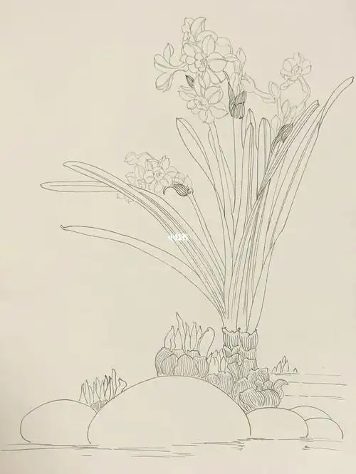 工笔水仙花白描练习