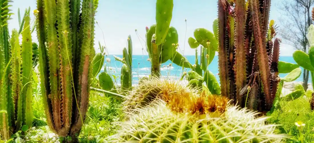 海边的仙人掌