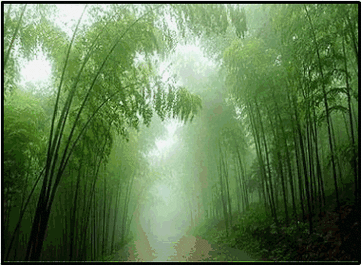 动态雨景,太美了~送给我的老朋友欣赏