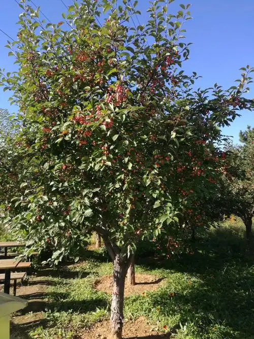 (8):"雁栖半岛[树]系列美篇"之八:社区的两株海棠树与海棠林 - 美篇