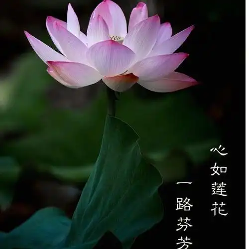 阿弥陀佛莲花开