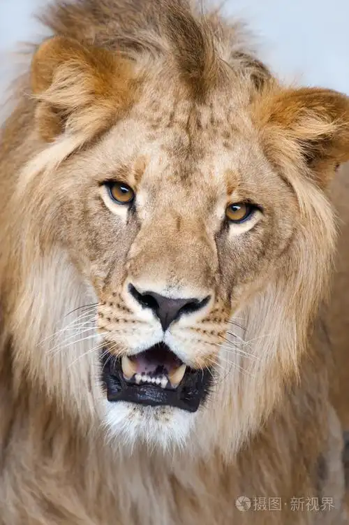 狮子潘提拉狮子座