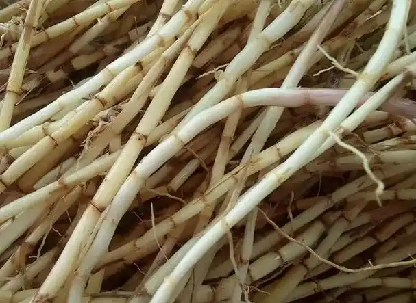 茅草根有什么功效
