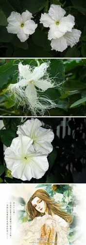 花信风续# 大暑二候,夕颜.