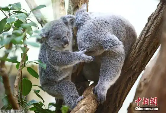 奥地利动物园开放考拉宝宝抱树枝太萌了