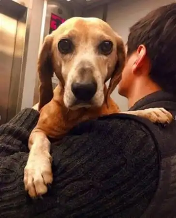 张梓琳家的狗才是真正的狗生赢家老公都是配角