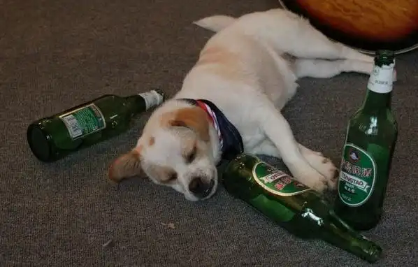 喝醉酒后奇葩搞笑的事